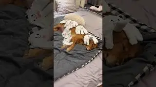 funny dog 🤣🤣 #cute #funny #reels #videos
