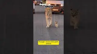 SuperMom #Shorts #Short #youtubeshort #youtubeshorts #animal #animals #tiger #Focuslens