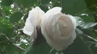 As flores que Deus nos deu