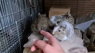 Degus Inez, Mona, Selina and Grace on the SnuggleSafe, trying to give Inez scratches