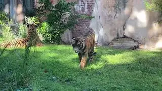 🐅 Bakso the Tiger Cub&rsquo;s Playful Pounce, Graceful Walk | Disney&rsquo;s Rare Sumatran Tiger