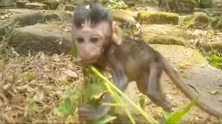 All Cute Babies Monkeys In Angkor Thom