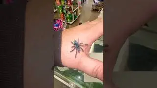 Caribena versicolor aka &ldquo;Antilles Pink Toe&rdquo; #animals #blue #wow #pretty #tarantula