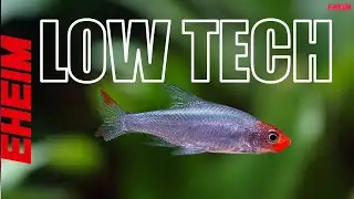 Low Tech Planted Aquarium &ndash; Small Aquascape Inspiration | Nature Aquarium ideas