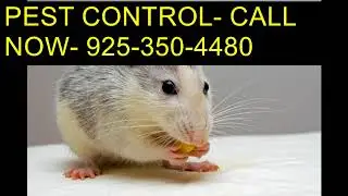 Dial (925)350.4480 How To Get Rid Of Bed Bugs Clovis CA