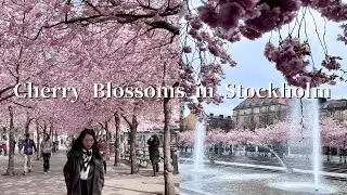 私藏景點-斯德哥爾摩追櫻花Vlog｜HOBO時髦設計旅店｜Cherry Blossoms in Stockholm｜Eng Sub