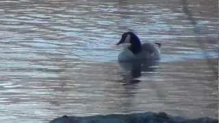 Kanadanhanhi  (Branta canadensis) Ganada Goose