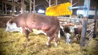 EasySwing Maxi, Midi and Mini cattle brush , cow brush, kuhb&uuml;rste