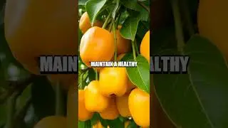 The Benefits of Loquat: Nature's Tangy Healer