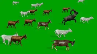 goat stampede with sound