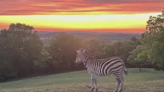 Missing zebra on the loose in Middle Tennessee has now been found after six days on the run