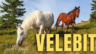 Horses from Zavižan on Velebit Mountain, Croatia