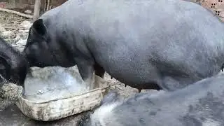Big pregnancy wild boars eat the food..