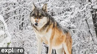 International Wolf Center South Camera powered by EXPLORE.org