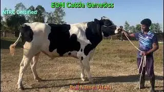 Eon Cattle genetics 100% HF Bull Titan 9020. ইয়ন ক্যাটল জেনেটিক্স ব্রিডিং বুল টাইটান