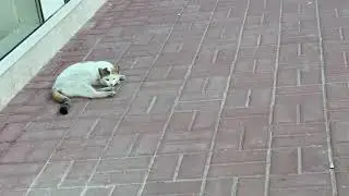 Street Cat Napping in Doha | Afternoon Calm Amid Urban Heat (2023.11.27)