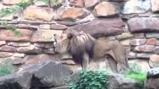 Fort Worth Zoo 2013 - A must see!