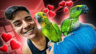 MEUS NOVOS PAPAGAIOS ❤️😍