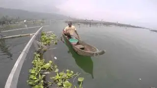 Ikan Rinua 3 SGT