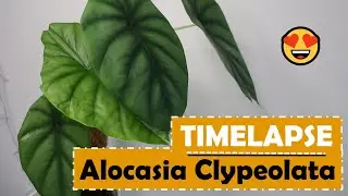 Alocasia Clypeolata | TIMELAPSE 🌿 Plantkins