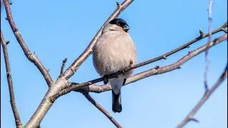 Снегириха тихонько поет, посвистывая. Pyrrhula pyrrhula. Птицы Литвы.