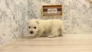 ワンラブ　名古屋市　ペットショップ　248169