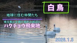 2026ハクチョウ【埼玉県川島町の越辺川】
