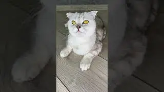 Revenge
