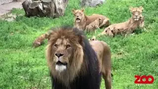 Løvefamilien genforenes | Copenhagen Zoo