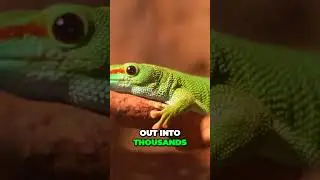 Unbelievable Secret of Gecko's Adhesive Feet that Defy Gravity
