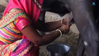 Buffalo Milking ||  Indian Women Buffalo Milking  By Hand || Indian Village Life Vlog