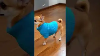 You Won't Believe This Dog's Dance Moves! #funnyanimal  #cute #cats #dogs #pets