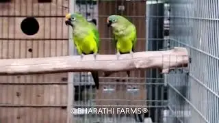 Peach-Fronted Conure (Eupsittula Aurea)