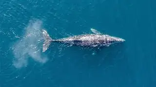🐳Whale&Dolphin watching🐬 | Whale Paradise Cruise🐋 | Mirissa | Sri Lanka