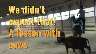 A lesson with cows- 3 horses and 3 very different reactions