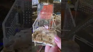 Cleaning a mantis enclosure #happybugszoo #mantis #enclosures #insects #orchid #orchidmantis #fyp
