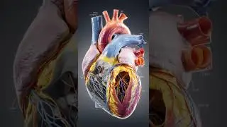 Human Mejor Organ | (Heart)🫀 #shorts #viral #facts