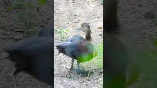 Duck Calls How to Master the Quack #DucklingLifeCycle #DucklingWorld #DucklingRescue #DucklingLove