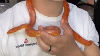 How to Remove Stuck Shed from a Snake