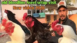 Pure bloodline Aseel murge || setup visit Heera Aseel paper white new video Hindi/Urdu #Aseel #pets 