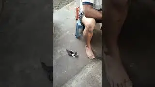 ഒരാഴ്ച മാത്രം പ്രായമുള്ള പൂച്ചക്കുഞ്ഞ്.....