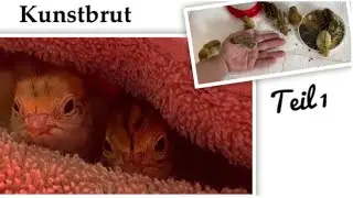 Eier ausbrüten 🥚 ? Kunstbrut Vorbereitung Brutautomat Eier schieren Brütmaschine für 32€ 🐣 Teil 1