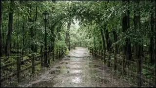 Relaxing Forest Rain at Dusk | Ambient Leaf and Rain Sounds to Help You Deep Sleep Better Naturally