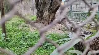 Vulture has a sharp beak 😲
