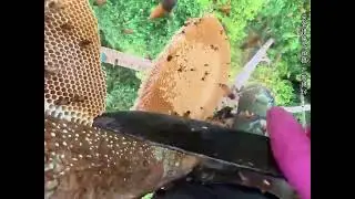 🥰Experience the thrill of free climbing 100 meters high to harvest wild honey &ndash; an extreme👍