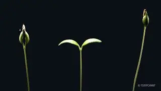 Melon Seeds Germination and Growth Timelapse