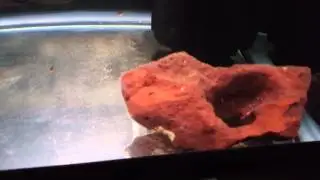 Zebra Obliquiden Fry
