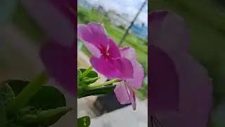 flower are rounding #peaceful #nature #flowers