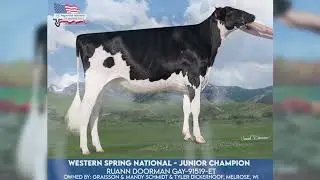 National Holstein Show Champions 2020