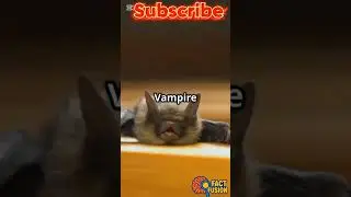 #CreepyAnimalFacts#WeirdNature#AnimalHorror#TerrifyingTruths#SpookyAnimals#NatureIsScary #Creepy #yt